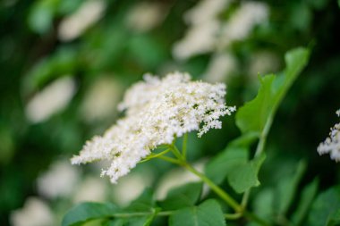 Güneşli yaz gününde bahçede yetişen güzel çiçekler. 