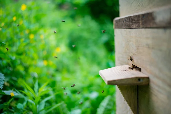 Selektive Fokusaufnahme Eines Hölzernen Bienenstocks Bienenhaus — Stockfoto