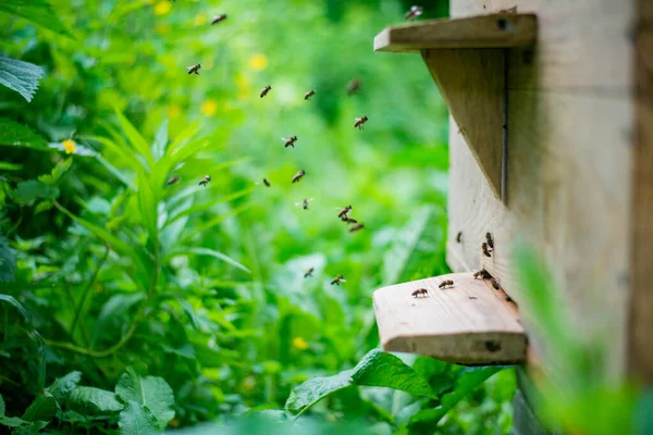 Selektive Fokusaufnahme Eines Hölzernen Bienenstocks Bienenhaus — Stockfoto