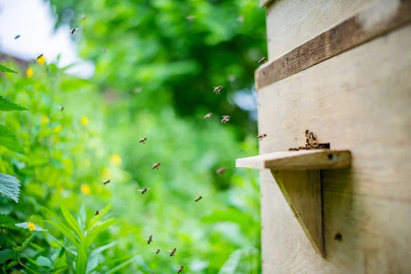 Arıdaki Ahşap Arı Kovanının Seçici Odak Noktası — Stok fotoğraf