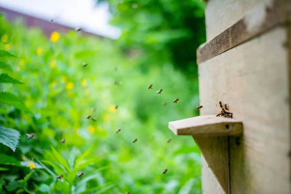 Selektive Fokusaufnahme Eines Hölzernen Bienenstocks Bienenhaus — Stockfoto