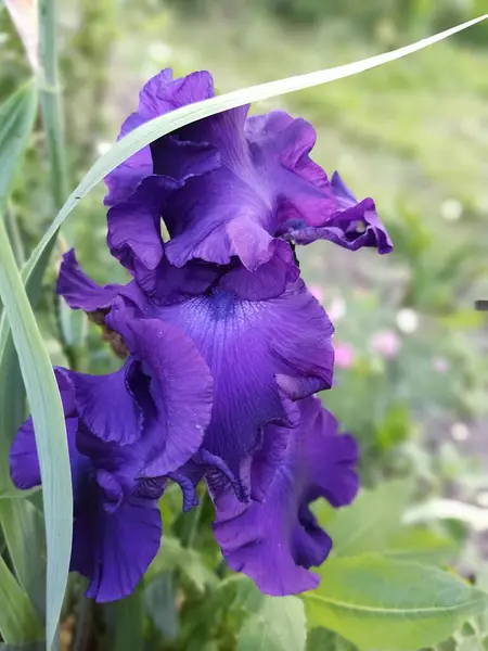 Belles Fleurs Poussant Dans Jardin Journée Ensoleillée Été — Photo