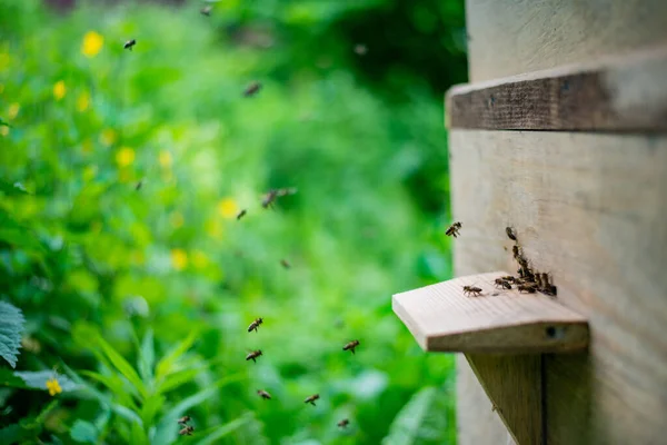 Selektive Fokusaufnahme Eines Hölzernen Bienenstocks Bienenhaus — Stockfoto