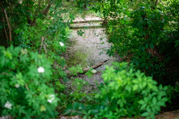 Hojas Verdes Bosque — Foto de Stock