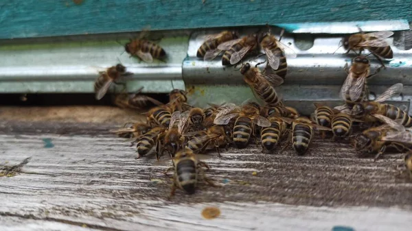 Μέλισσες Στην Κυψέλη Του Μελισσοκομείου — Φωτογραφία Αρχείου