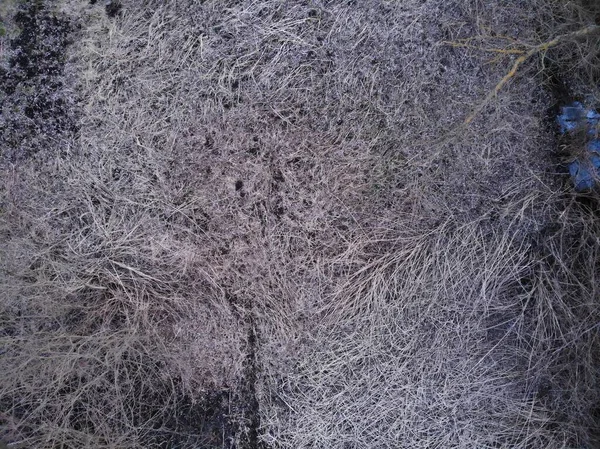 눈덮인 나무들로 뒤덮인 — 스톡 사진