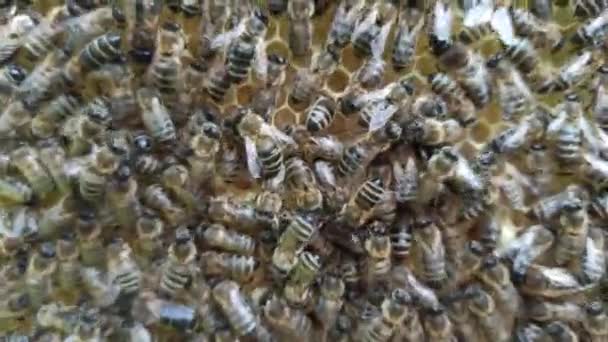 Arı Kovanında Bal Peteği Üzerindeki Arıların Yakın Görüntüsü — Stok video