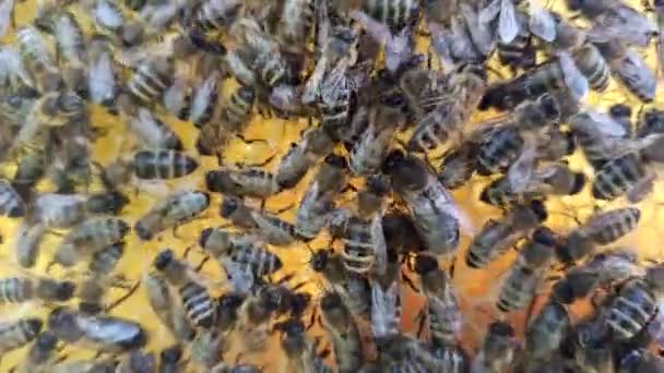 Arı Kovanında Bal Peteği Üzerindeki Arıların Yakın Görüntüsü — Stok video