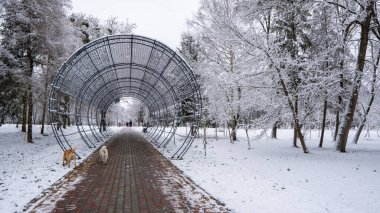 Şehir parkındaki karla kaplı ağaçların manzarası