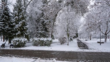 Şehir parkındaki karla kaplı ağaçların manzarası