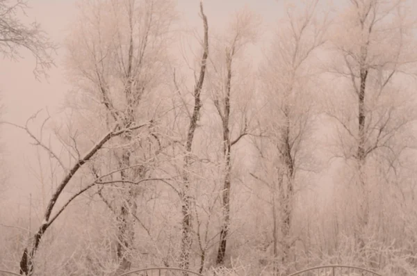 Paysage matinal givré — Photo