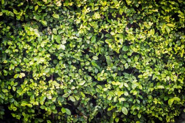 Yaprak dokusu içinde sert ışık