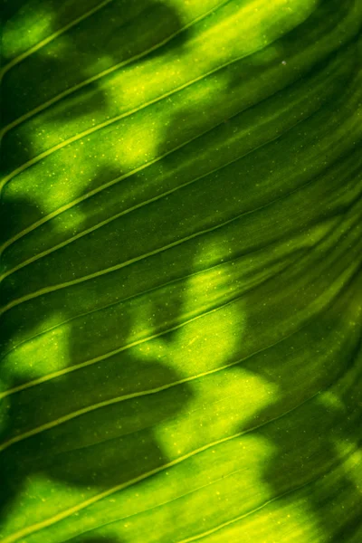 Texture des feuilles en lumière dure — Photo