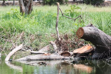 Güdük ağaç doğa yerde