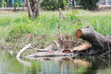 Güdük ağaç doğa yerde
