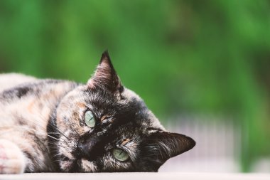 Doğa yer ile eski kedi