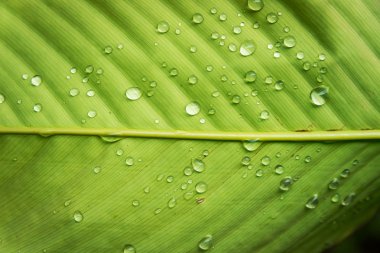 Yaprak ıslak su damlası