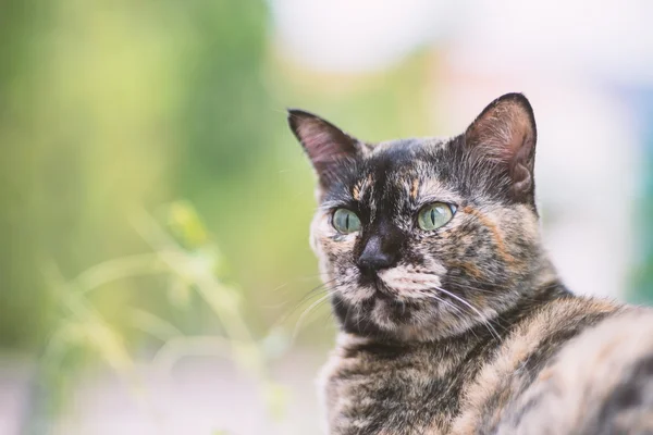 Vecchio gatto con posto natura — Foto Stock