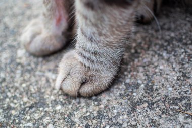 Kedi bacak katta yumuşak ışık .