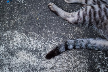 Kedi bacak katta yumuşak ışık .