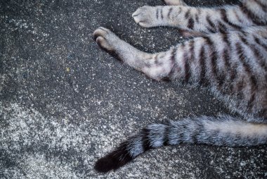 Kedi bacak katta yumuşak ışık .