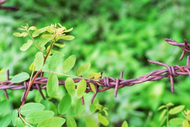 Dikenli tel doğa yerde .