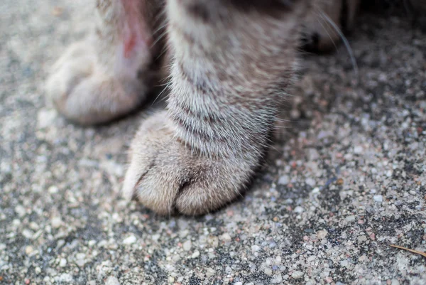 Cat leg on floor with soft light . — Stock Photo, Image