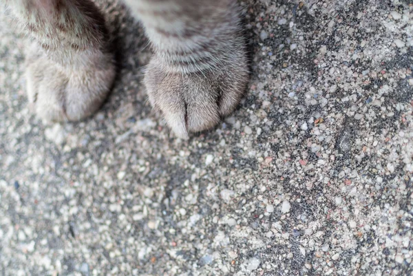 Perna de gato no chão com luz suave  . — Fotografia de Stock