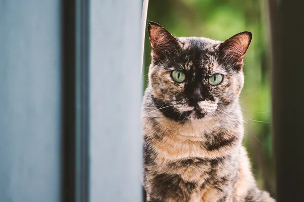 Animal vintage lindo gato en naturaleza lugar — Foto de Stock