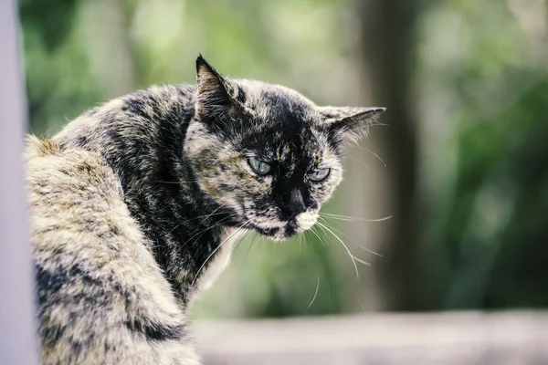 Tier Vintage süße Katze in der Natur Ort — Stockfoto