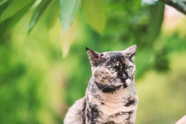 Tier Vintage süße Katze in der Natur Ort — Stockfoto