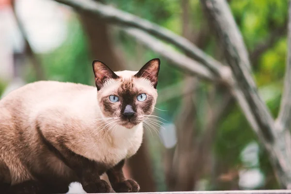 Tier Vintage süße Katze in der Natur Ort — Stockfoto