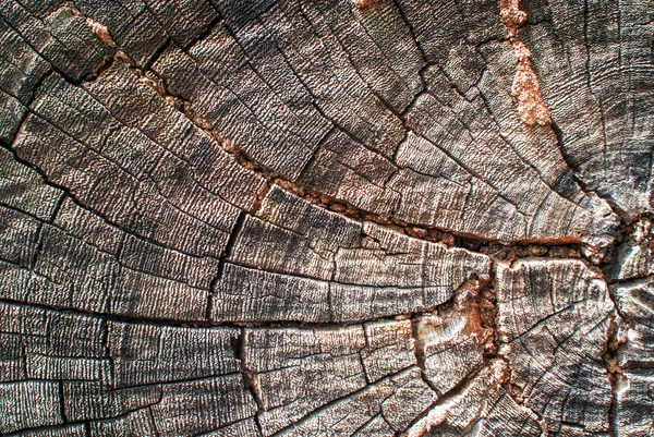 带软光的树桩树纹理 — 图库照片