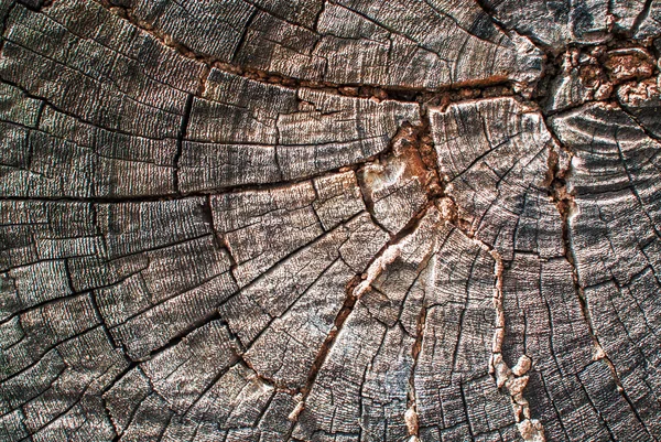 Stump tree texture with soft light — Stock Photo, Image