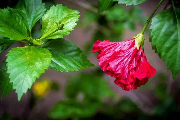 Hibiscus çiçek yumuşak ışık . — Stok fotoğraf