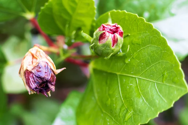 Hibiscus blomma i mjuk ljus . — Stockfoto