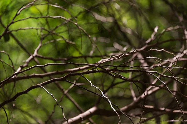 Abstract branch tree with soft light . — Stock Photo, Image