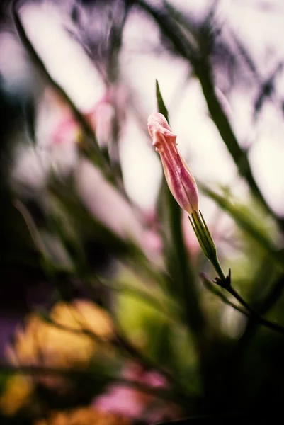 Little flower vintage in nature place — Stock Photo, Image