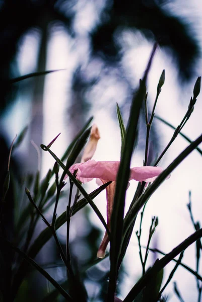 Liten blomma vintage i naturen placera — Stockfoto