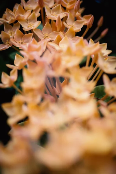 Espigão de flor com luz suave — Fotografia de Stock