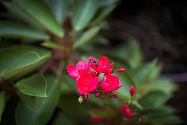 Doğada küçük çiçek vintage yerleştirin — Stok fotoğraf