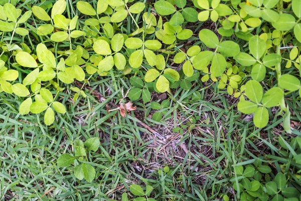 Grass texture in nature place . — Stock Photo, Image