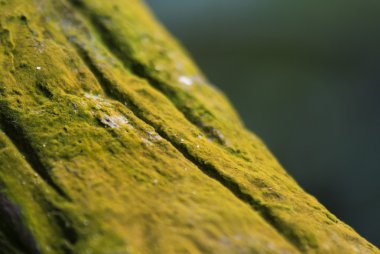 Orman yeşil yosun Dof teknik