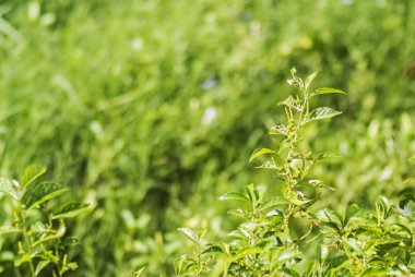 Güzel doğa arka planda güneş ışığı