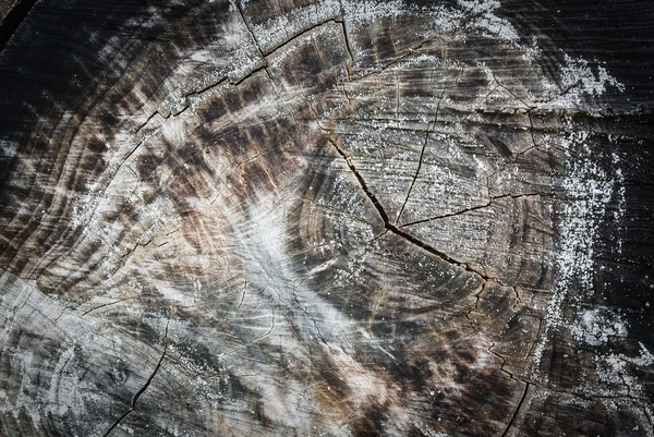 Natureza madeira fundo textura — Fotografia de Stock