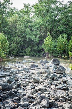 Mangrov orman mavi gökyüzü bolluk ve türler tarafından teknik Hdr ekosistem hissedebiliyorum