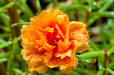 Moss gül su damla corolla