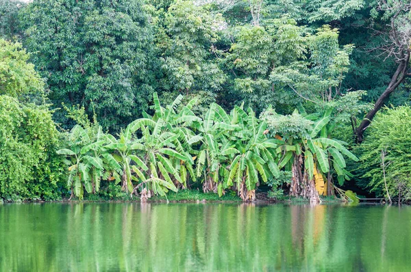 வெப்பமண்டல காடு வெங்காய மர மையம்  . — ஸ்டாக் புகைப்படம்