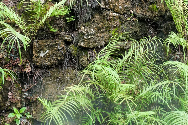 Yağmur Ormanlarında taşlı eğrelti otu .