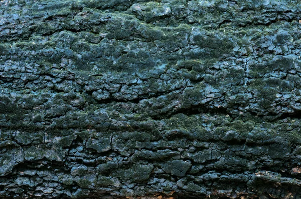 Texture - een schors van een oude boom — Stockfoto